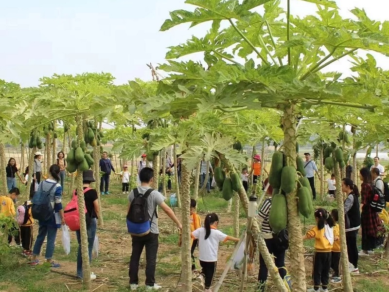 為什么大理研學(xué)夏令營如此受歡迎？