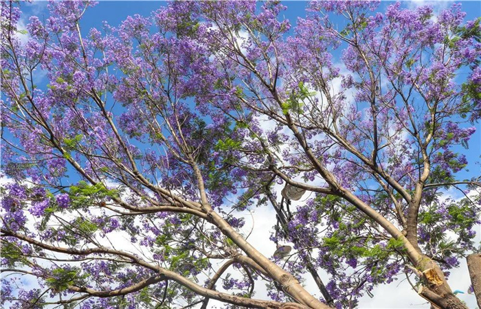 藍(lán)花楹