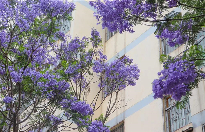 藍(lán)花楹