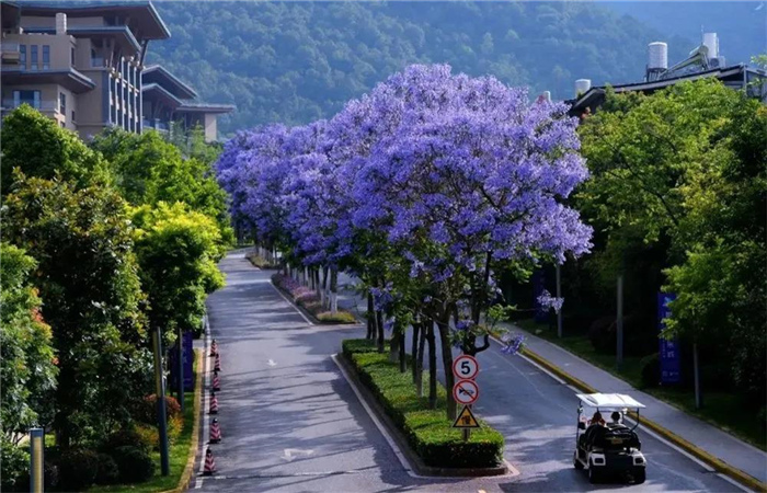 藍(lán)花楹