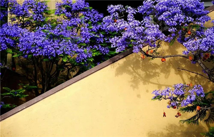 藍(lán)花楹