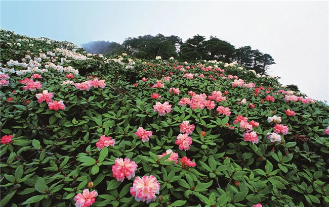 大理旅游 六月，蒼山等你赴一場花的“盛宴”！