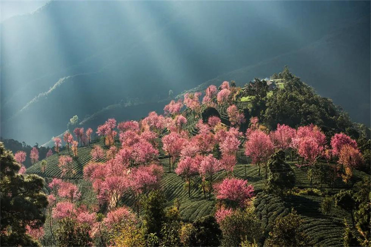 大理櫻花季：南澗無量，秘境花鄉(xiāng)——神仙姐姐居住的地方！快來大理旅游吧！