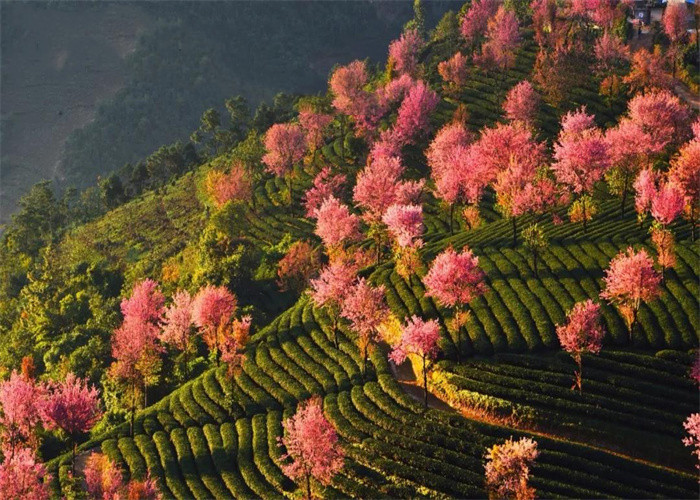 大理旅游：冬日賞櫻，徒步無量山。漫步洱海，打卡s彎小鐮倉。邂逅精靈，洱海紅嘴鷗。