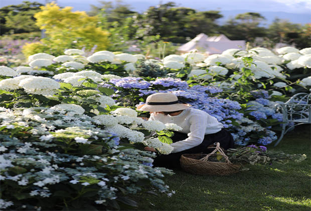 蒼山下，邂逅莫奈花園